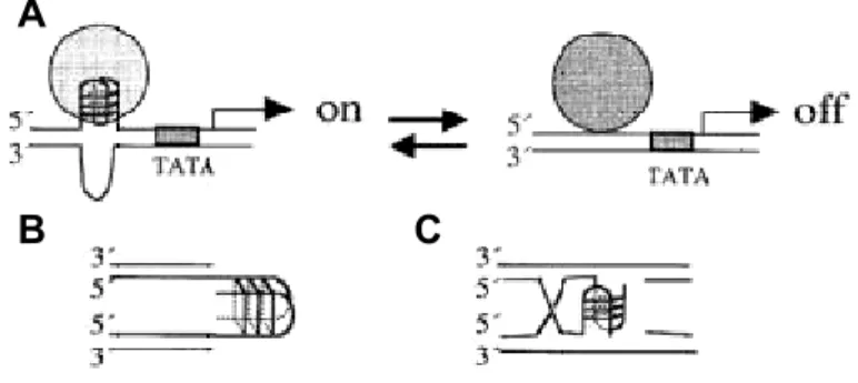 Figura 10 – Esquema de la possible formació de quàdruplex de G en els processos de  regulació transcripcional (A), aparellament de cromàtides germanes (B) i recombinació (C)