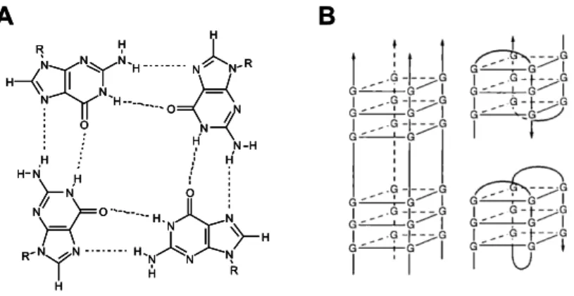 Figura 1 – Representació d’una tètrada de guanines (A) i de tres tipus de  quàdruplex de G (B): tetramolecular, bimolecular i unimolecular