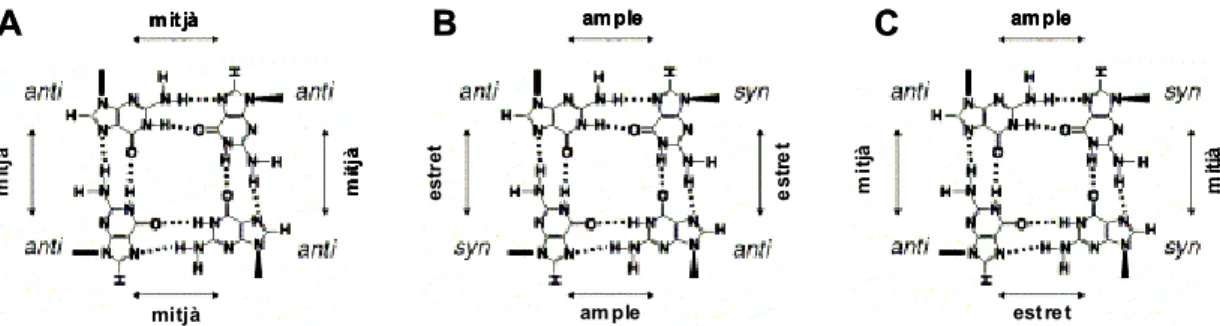 Figura 7 – Localització típica dels ions en un quàdruplex de G. 