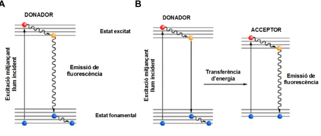 Figura 2.1 – Transicions electròniques que intervenen en un procés normal d’emissió de 