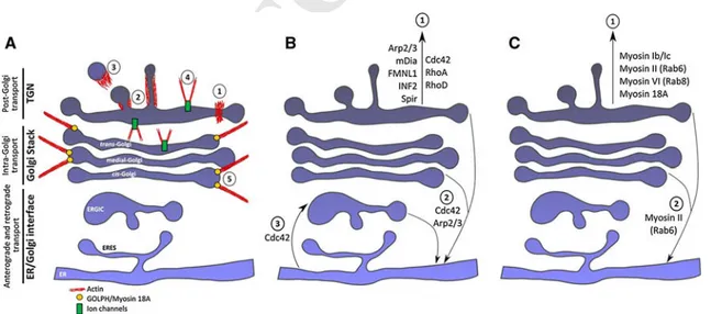 Fig. 2 Diagram of the secretory membrane trafﬁcking pathways and events in which actin, Rho GTPases, actin nucleators and myosin motors are known to participate