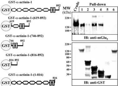 FIGURE 1. ␣-Actinin-1 interacts with mGlu 5b receptor in the yeast two-
