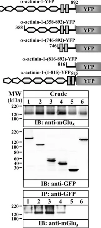 FIGURE 4. Co-immunoprecipitation of mGlu 5b receptor and ␣-actinin-1