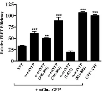 FIGURE 6. In vivo interaction of mGlu 5 receptor and ␣-actinin in rat stria-