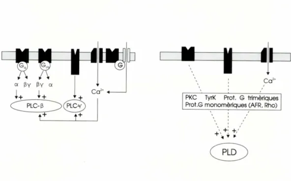 FIGURA 4. Mecanismes d'activacio de les fosfolipases C i D.