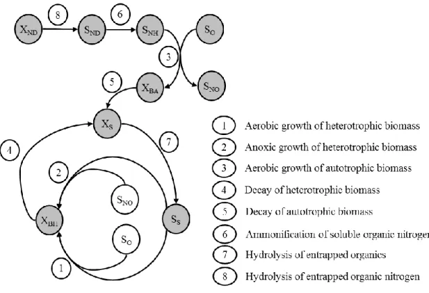 Figure 1: Dynamic processes involved in the ASM1 model 