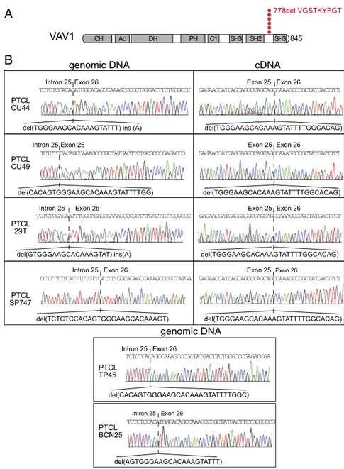 Fig. 2. Recurrent VAV1 Δ778–786 mutation in PTCL. (A) Schematic representation of the domain  struc-ture of the VAV1 protein indicating the location of the VAV1 p.778delVGSTKYFGT (VAV1 Δ778–786) mutation