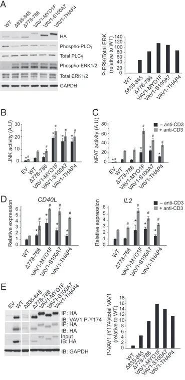 Fig. 4. VAV1 fusions and the VAV1 Δ778–786 mutation induce increased VAV1 signaling in T cells