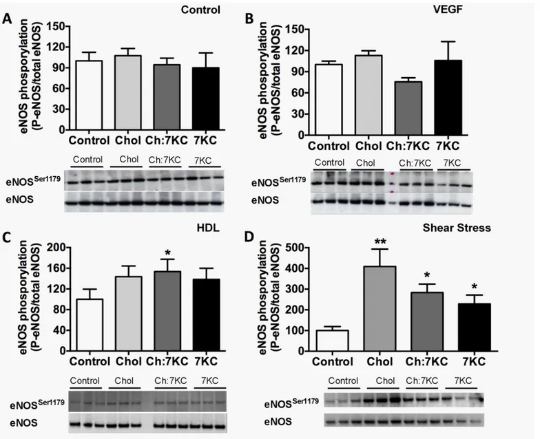 Fig 6. eNOS phosphorylation of sterol-manipulated BAEC in response to various stimuli