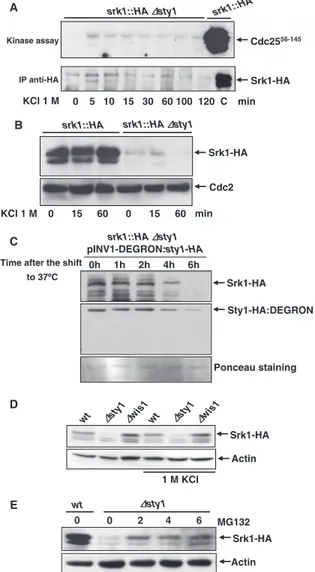 Figure 2. Sty1 stabilizes Srk1 protein. (A) ⌬sty1 cells containing endog- endog-enous tagged srk1-HA were exposed to 1 M KCl and Srk1 was  immuno-precipitated with anti-HA antibody from samples taken at indicated time points