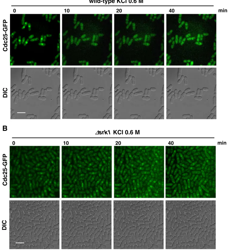 Figure 6. Cytosolic localization of Cdc25 in response to stress is dependent on Srk1 kinase
