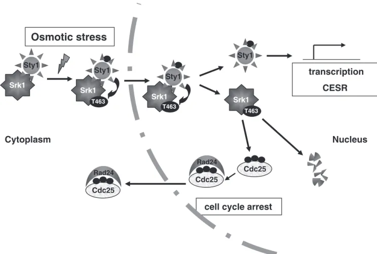 Figure 7. Srk1 activation and regulation during stress response. Stress-activated Sty1 phosphorylates Srk1 at threonine 463, inducing dissociation of Srk1-Sty1 complex and activation of Srk1 to inhibit cell cycle progression by promoting Cdc25 cytoplasmic 