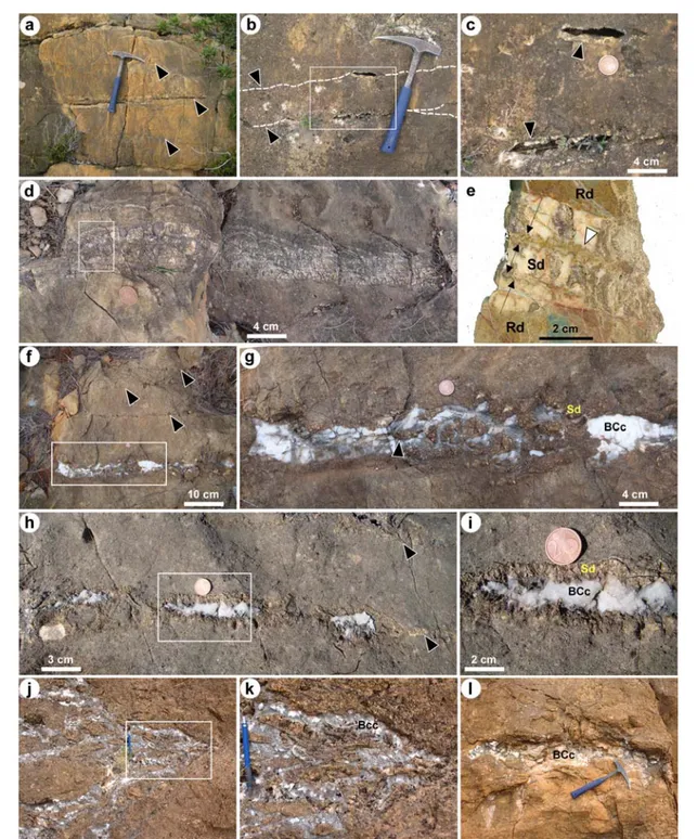 Fig. 7. Field images of dolostones showing post-replacement saddle dolomite and blocky calcite cement in bed- bed-parallel pores