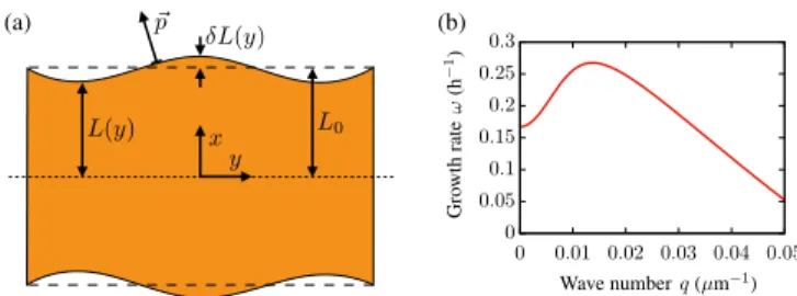 FIG. 2. Instability of the monolayer front. (a) Sketch of the peristaltic perturbations