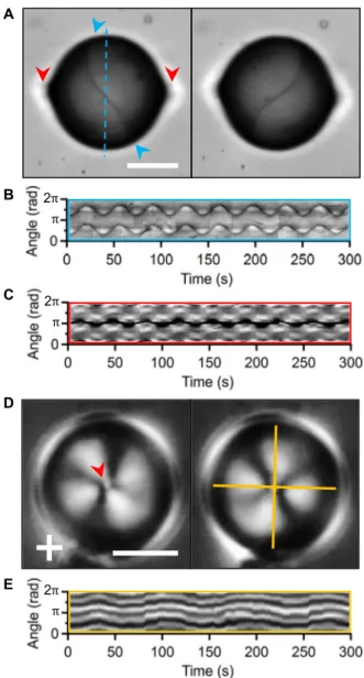 Fig. 6. Oscillation in hexadecapolar configurations of the passive nematic. (A) Bright-field micrographs show the evolution of an activated hexadecapolar passive nematic configuration, formed by an SR and two surface point defects (boojum)