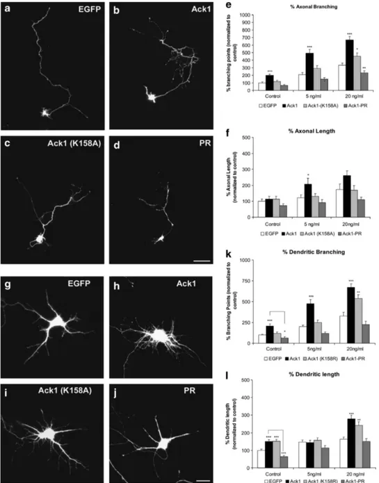 Figure 7 Ack1 enhances BDNF-dependent neuritic outgrowth and branching in hippocampal neurons