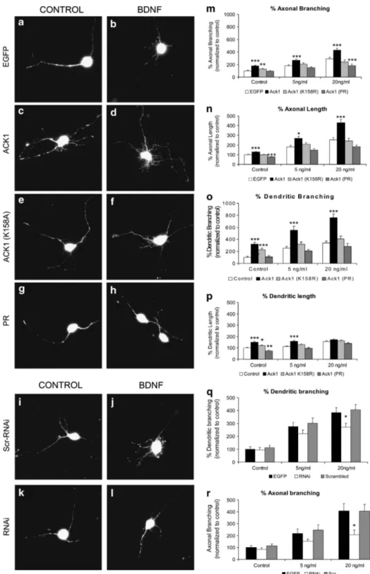 Figure 8 Ack1 promotes BDNF-induced arborization in EGL neurons. (a–h) Cerebellar granule neurons were transfected with pEGFP (a and b) or co-transfected with pEGFP and Ack1 (c and d), Ack1 (K158A) (e and f) or the proline-rich construct (g and h), at day 
