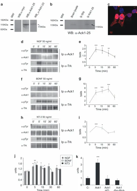 Figure 1 Neurotrophin-dependent phosphorylation of Ack1 protein. Monoclonal antibodies against Ack1 show detection by western blot in HEK 293T cells overexpressing Ack1 (a), and by co-immunoprecipitation and western blot in brain lysates (b)
