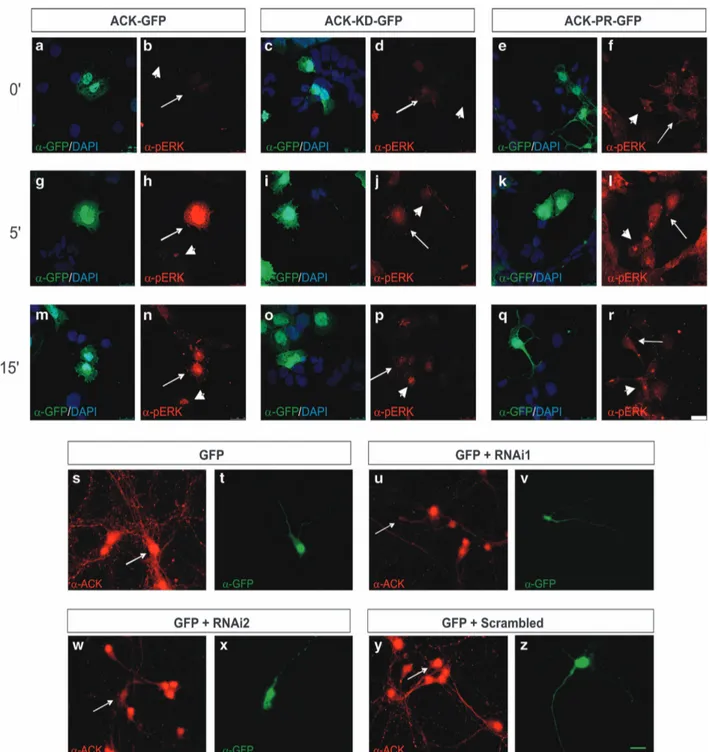 Figure 6 NGF triggers P-ERK immunolabeling in cells overexpressing Ack1 and shRNA sequences downregulate endogenous Ack1 levels in neurons