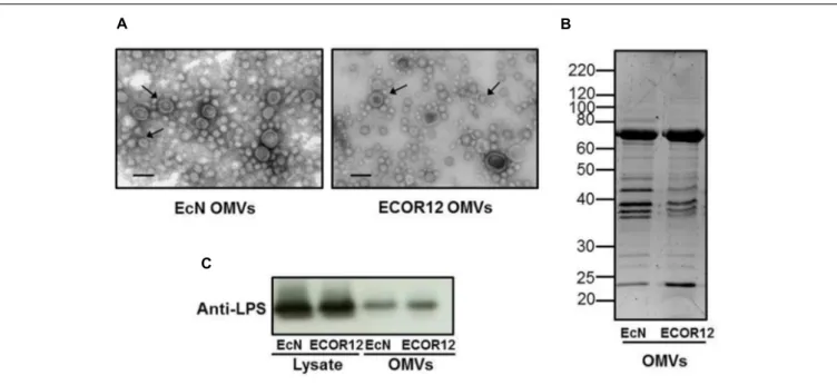FIGURE 1 | Analysis of EcN and ECOR12 OMVs. (A) Negative staining electron microscopy of isolated vesicles