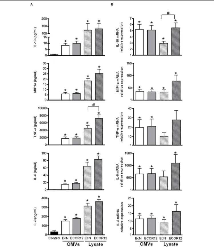 FIGURE 2 | Expression analyses of secreted cytokines and chemokines in PBMCs stimulated with OMVs or bacterial lysates