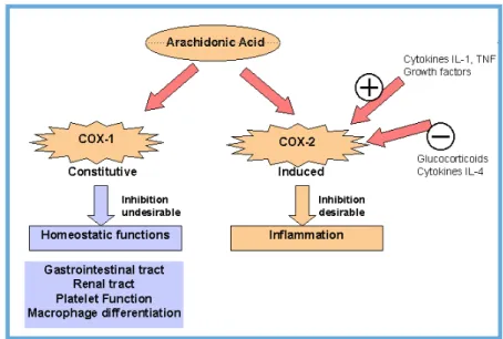 Figura 3.  Funcions fisiològiques de les COX. (http://www.arthritis.co.za/cox.html. Març 2015) 