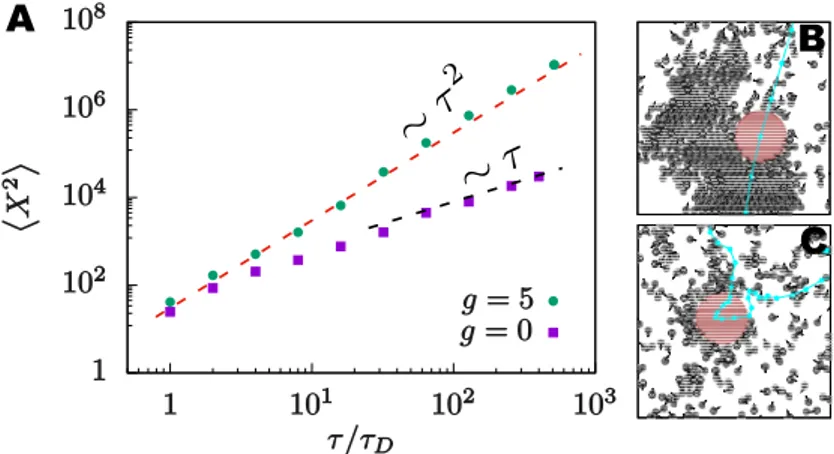 Figure 3.12 Averaged MSD of inclusions at an active bath with P e = 30, and φ a = 0.15.