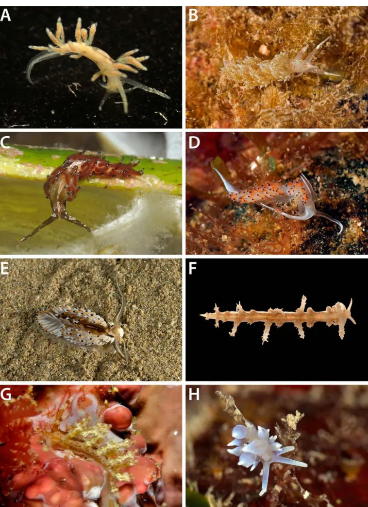 Figura 5. A, Piseinotecus sphaeriferus; B, Facelina annulicornis; C, Facelina fusca; D, Facelina quatrefagesi; E, Cerberilla bernadettae; F, Limenandra nodosa; G, 