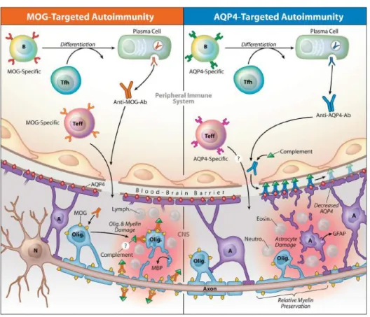 Figure  15.  MOG-ab  and  AQP4-ab  potential  phisiopathological  role  in  opticospinal inflammation