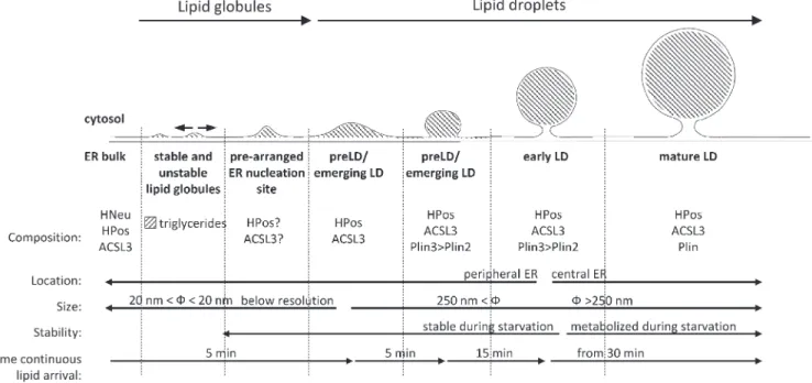 Figure 10.  Model of a self-reinforcing stepwise LD formation. Continuous lipid arrival promotes the formation of emerging LDs in 5 min