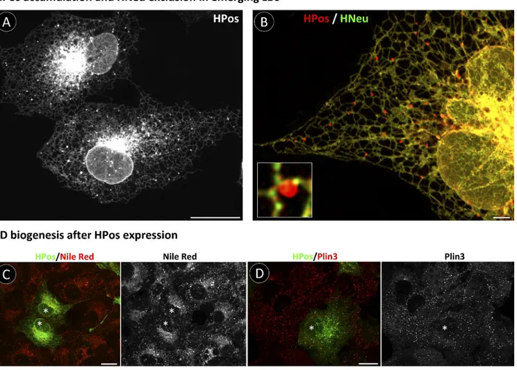 Figure 2.  Segregation of HPos into LD after lipid arrival. (A) Starved GFP-HPos–transfected cells were treated with OA for 7.5 min and analyzed by  microscopy