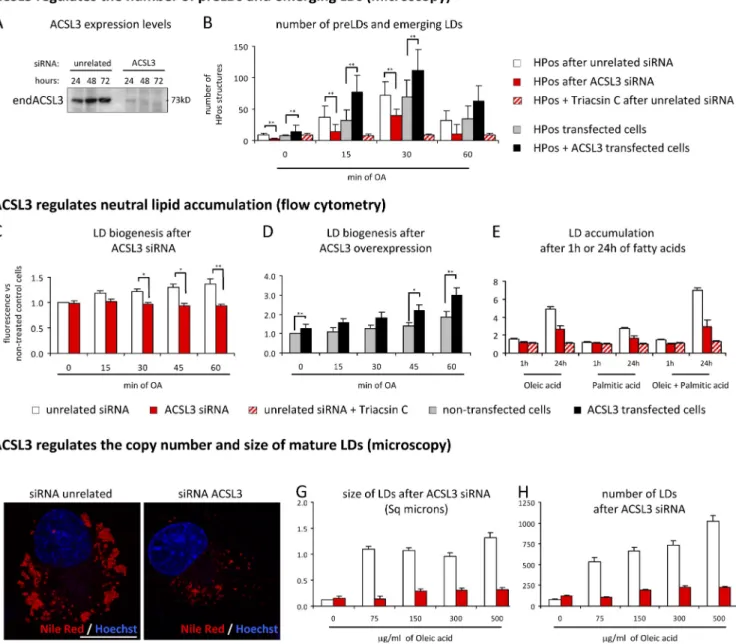 Figure 7.  ACSL3 regulates LD biogenesis and neutral lipid accumulation. (A) After transfection with the ACSL3 siRNA or an unrelated siRNA, the protein  levels of ACSL3 were determined by Western blotting