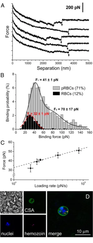 Figure 8. Study of CSA binding to erythrocytes. (A) Typical AFM-SMFS force curves obtained when retracting CSA-functionalized cantilever tips from pRBCs