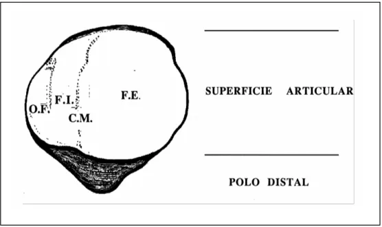 Fig. 9.- Esquema de la superficie dorsal de la rótula. La superficie articular está formada por: la faceta externa (F.E.), la faceta  interna (F.l.), separadas por la cresta media (C.M.) y la &#34;odd facet&#34; (O.F.)