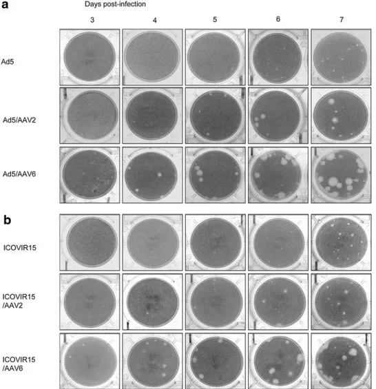 FIG. 1. Ad-AAV coinfection enlarges plaque size. Cell plaque assay of A549 cells  in-fected with (a) Ad5 or (b) ICOVIR15 alone or combined with either AAV2 or AAV6