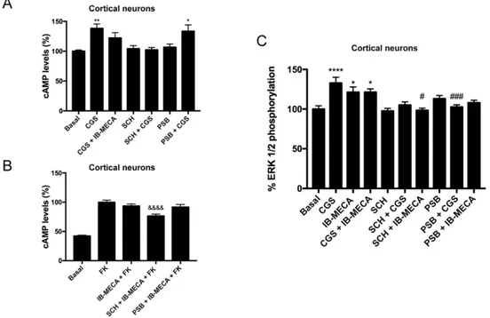 Figure 4. cAMP determination and ERK1/2 phosphorylation assays in primary cultures of cortical 