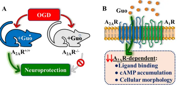 Figure 6. Schematic summary of the overall findings. (A)  Guanosine-mediated neuroprotection in 