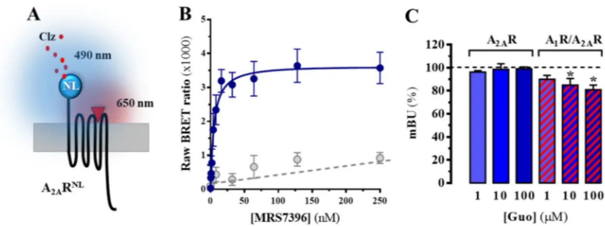 Figure 2. NanoBRET-based A 2A R binding determinations. (A) Schematic representation of the 