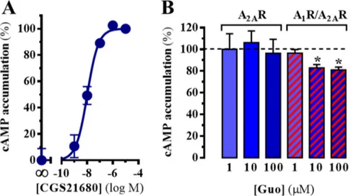 Figure 3. A 2A R-dependent cAMP accumulation. (A) Concentration-dependent effects of CGS21680 in 