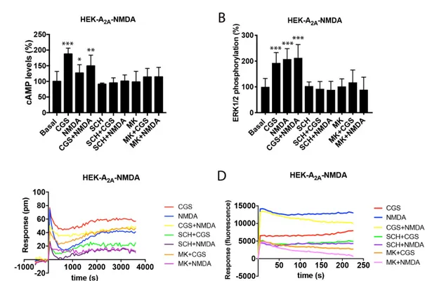 Figure 2. Functional characterization of the A 2A -NMDA receptor heteromer in HEK-293T cells
