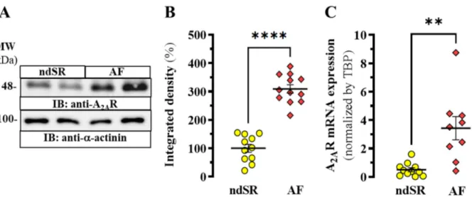 Figure 1. A 2A R expression in human right atrium. (A) Representative immunoblot showing the 