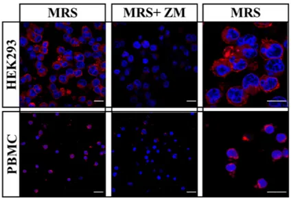 Figure 3. A 2A R detection in living cells using a fluorescent ligand. HEK-293 cells permanently ex-