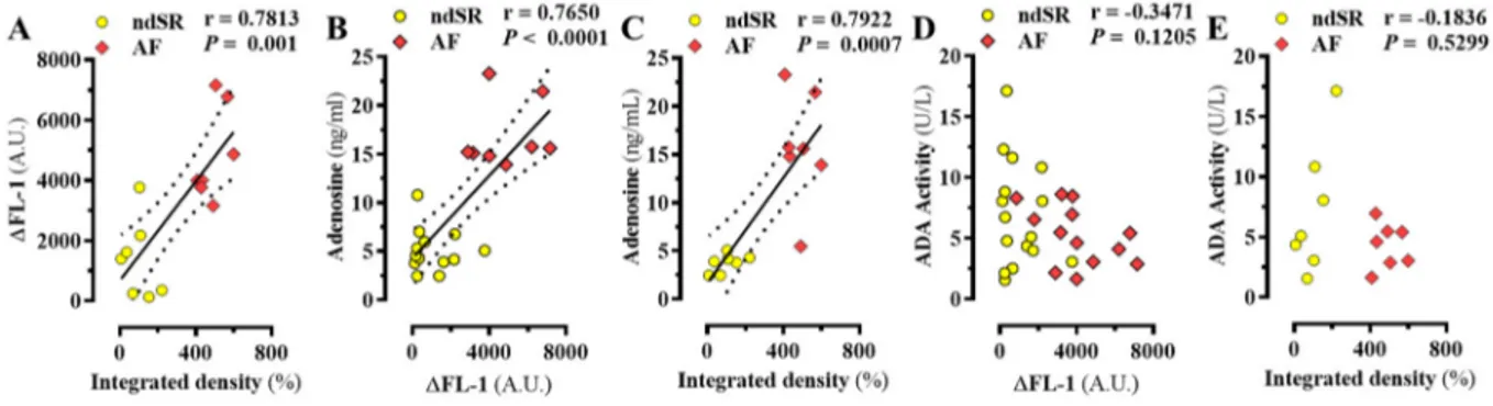 Figure 5. Correlation of atrial A 2A R density and peripheric adenosinergic system. Correlation be-