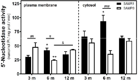 Figure  1.  5′-Nucleotidase  activity  during  aging  in  the  cerebral  cortex  from  senescence-accelerated 