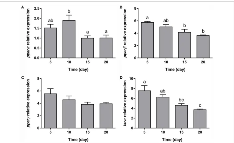 FigUre 6 | gene expression profile of transcription factors in gilthead sea bream bone-derived cells during adipogenesis