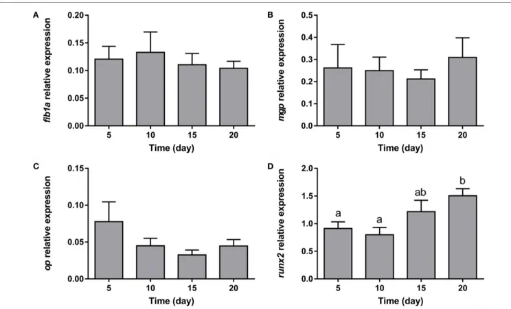 FigUre 7 | gene expression profile of osteogenic markers in gilthead sea bream bone-derived cells during adipogenesis