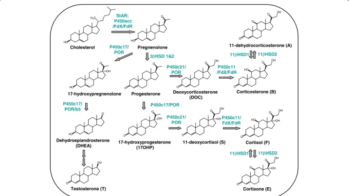 Figure 1 Biosynthesis of steroidal hormones and the enzymes involved.