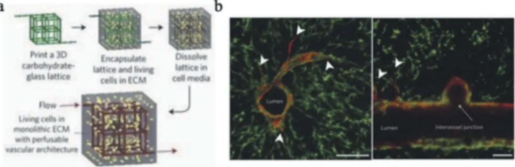 Figure 4. (a) Schematic of the process to produce cell-laden hydrogels with perfusable