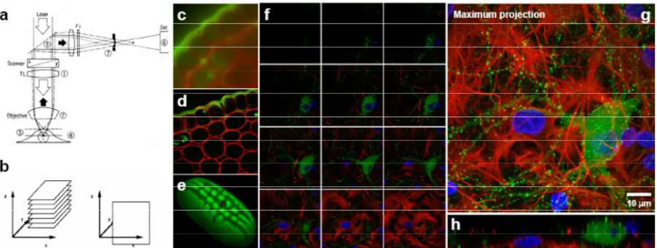 Figure 2 a) Depth discrimination in laser-scanning confocal fluorescent microscope.  1-Objective