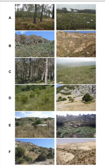 FIGURE 3 | Images of non-degraded and degraded locations in each of the study sites. Panels (A–F) correspond with the locations on the map in Figure 2